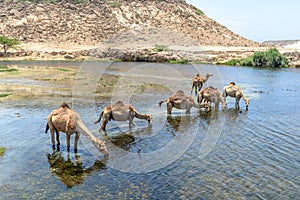 Dromedaries at Wadi Darbat, Taqah (Oman) photo