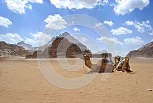 Dromedaries in Wadi Rum Desert, Jordan