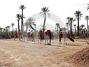 Dromedaries in the West Sahara