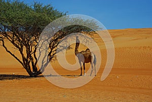 Dromedary photo