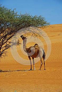 Dromedary