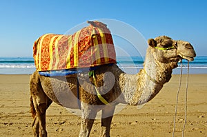 Dromedary photo