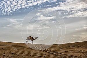 Dromedary