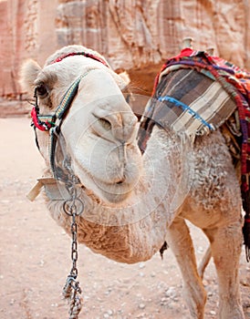 Dromedary