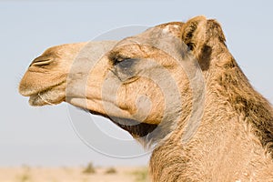 Dromedary