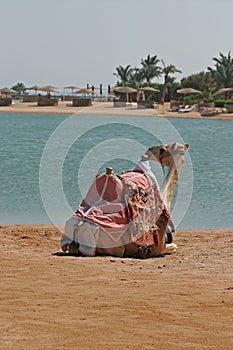 Dromedary