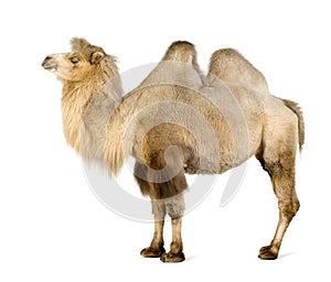 Dromedary