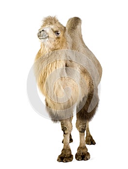 Dromedary