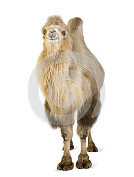 Dromedary