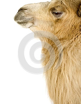 Dromedary