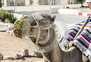 Dromedary