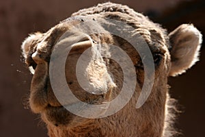 Dromedary