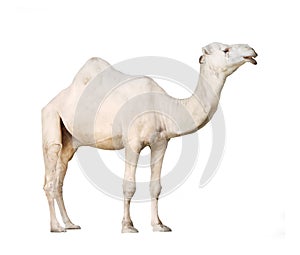 The Dromedary.