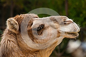 Dromedary