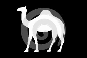 Dromedary