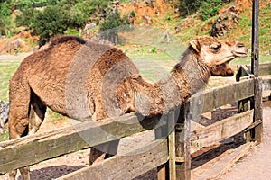 Dromedary