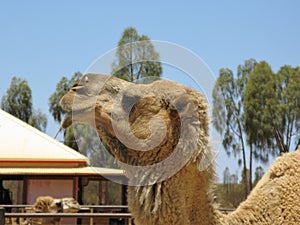 Dromedary or Arabian camel