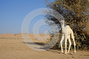 Dromedary or Arabian camel calf