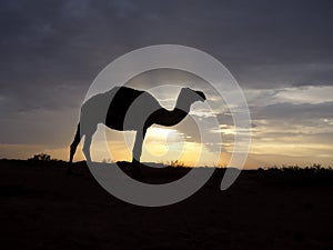 Dromedary or Arabian camel, Camelus dromedarius