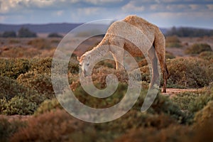 Dromedary or Arabian camel, Camelus dromedarius, even-toed ungulate with one hump on back. Camel in the long golden grass in photo