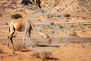 The dromedary, arabian camel Camelus dromedarius with legs bound, grazing in the desert of Sharjah, UAE