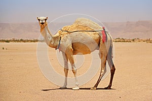 Dromedary or Arabian camel in the desert