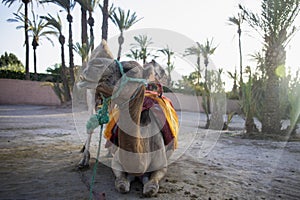 Dromedary or Arabian camel in the fabulous and touristic place of the palm grove of Marrakech, a place full of dromedaries and