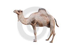 Dromedary or arabian camel isolated on white background