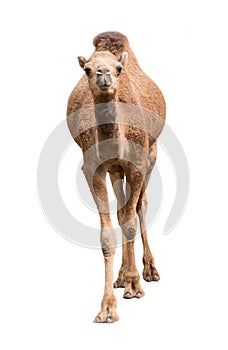 Arabian camel isolated on white background photo