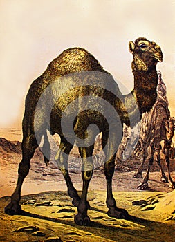 Dromedary or arabian camel in a vintage book History of animals, by Shubert/Korn, 1880, St. Petersburg