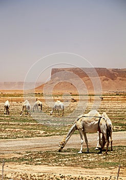 Dromedary or Arabian camels herd eating in the desert