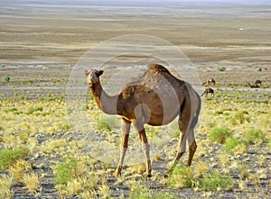 The single hump dromedary camel in desert photo