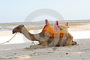 Dromedary on the beach for walks