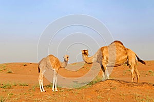 Dromedary and calf in desert photo