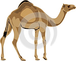 Dromedary camel