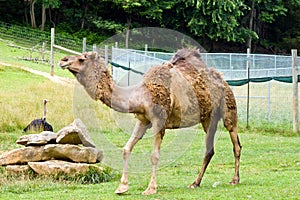 Dromedary Camel