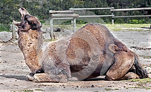 Dromedary camel 2