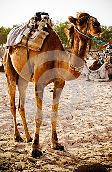 Dromedary camel photo