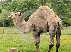 Dromedary camel