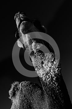 Dromedary camel against dark background