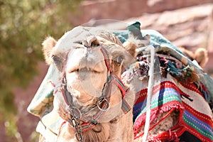 Dromedary camel in the ancient city of Nabe Petra. Tourist attraction and transport for visitors. A ship of the desert, traveling