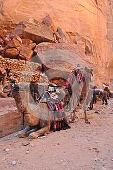 Dromedary camel in the ancient city of Nabe Petra. Tourist attraction and transport for visitors. A ship of the desert, traveling