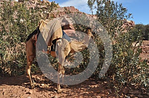 Dromedary camel in the ancient city of Nabe Petra. Tourist attraction and transport for visitors. A ship of the desert, traveling