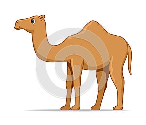 Dromedary camel animal standing on a white background