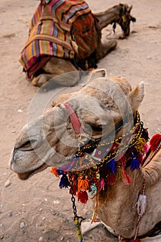 Dromedary Camel with Arabian Bridle in Petra