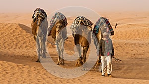 Dromedary camel