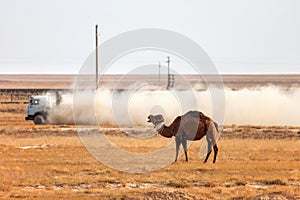 Dromedary camel at the background of the truck