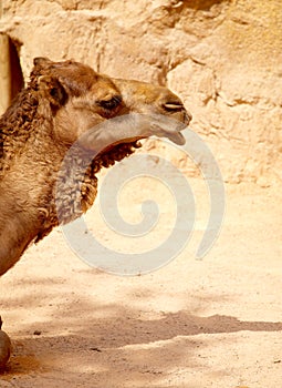 Dromedary Camel (Camelus Dromedarius)