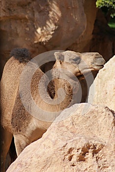 Dromedary Camel - Camelus dromedarius