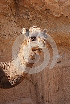 Dromedary Camel - Camelus dromedarius